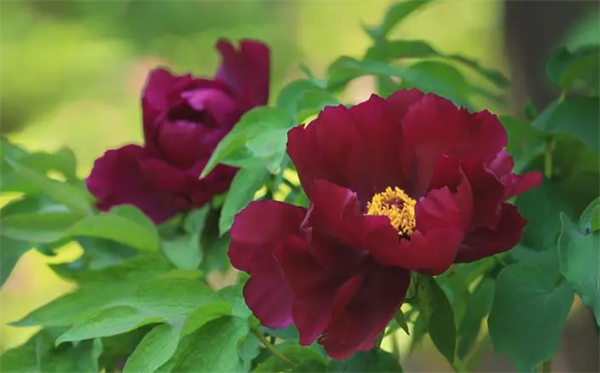63202c1e2ea83.png