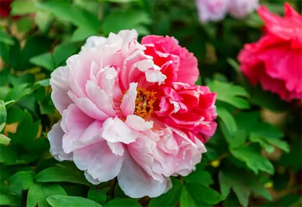 638ae757f295f.png