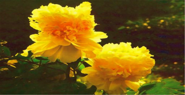 64ae643430634.png