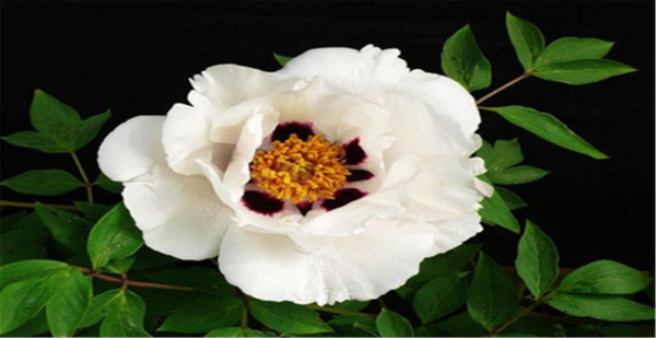 64ae643ccf993.png