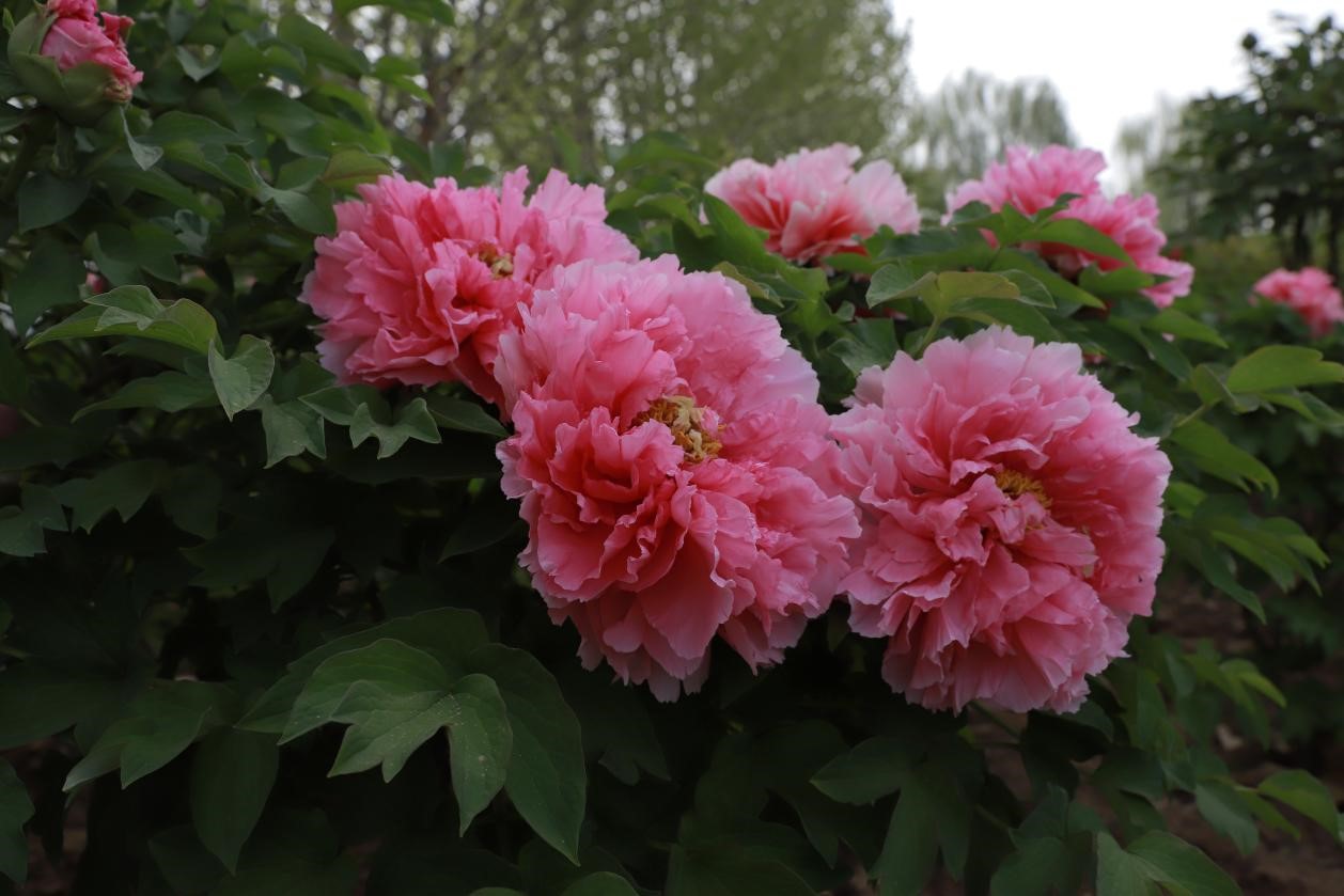 680756d2546c0.jpg